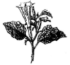 Human Health and Diseases mcq question image